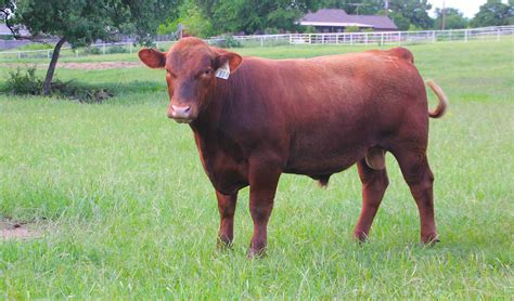 Contact Us. . Red angus heifers for sale
